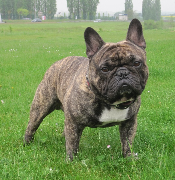 Dinozzo de l'Ecurie Royale