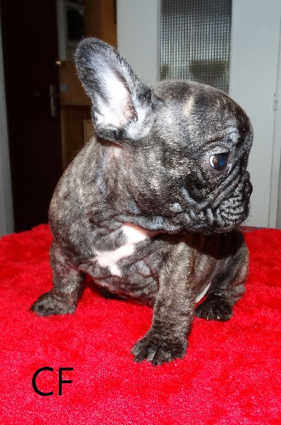 Loulou junior Du Clos De La Fruitiere