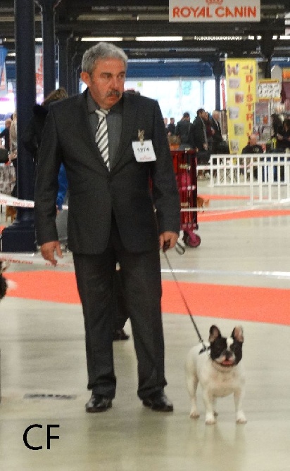 CACS PARIS DOG SHOW 2016